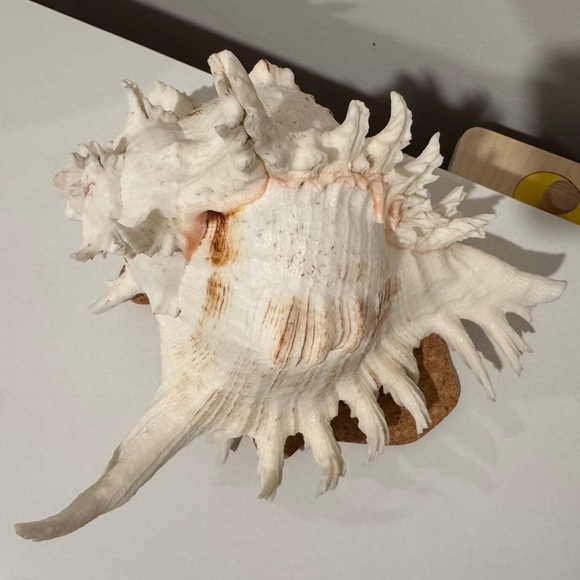 Vintage Large Shell from Okinawa Japan - Picture 7 of 11